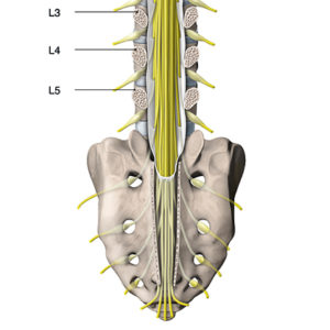 cauda equina thumbnail image