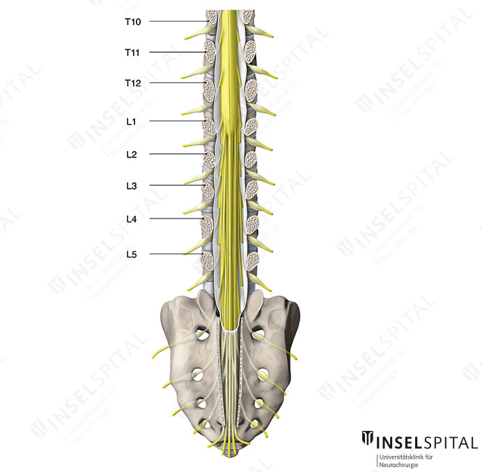 illustration cauda equina